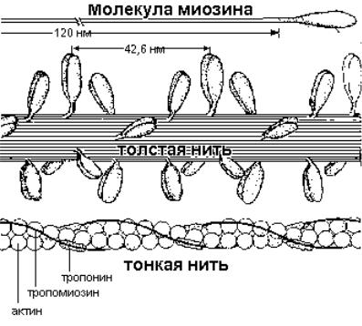 Обозначьте на диаграмме а актин и миозин