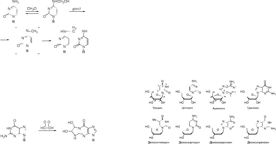 Схема образования цитидина