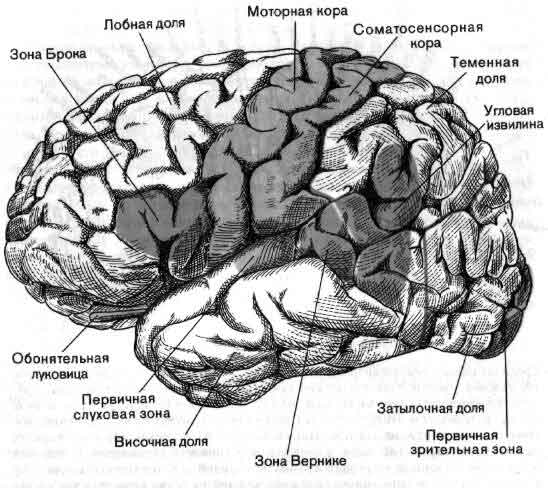 Моторные зоны мозга. Локализация двигательных функций в коре головного мозга. Схема локализации функций в коре больших полушарий головного мозга.