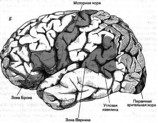 Двигательная зона головного мозга. Речевые зоны коры головного мозга Брока. Зона Брока и Вернике. Центры 2 сигнальной системы в коре головного мозга.