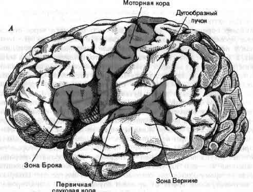 Слуховая зона мозга расположена. Слуховая зона коры. Слуховая зона коры головного мозга. Первичная слуховая зона. Слуховая зона коры расположена.