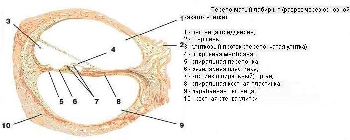 По всей своей длине костный канал улитки разделен на этажа называемых лестницами