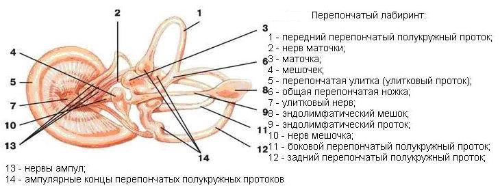 Схема строения костного и перепончатого лабиринтов