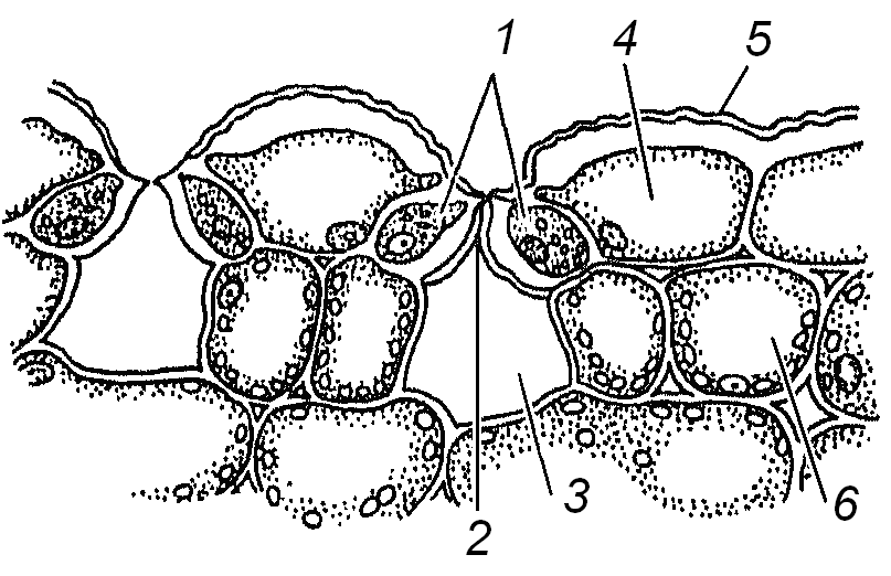 Хорошо развита воздухоносная ткань. Эпидерма листа ириса. Эпидерма листа ириса рисунок. Эпидермис устьичный аппарат. Строение устьичного аппарата листа ириса германского.