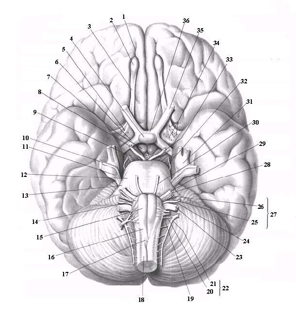 Черепные нервы череп. Головной мозг анатомия Синельников. Вентральная поверхность основание головного мозга. Черепные нервы на основании головного мозга. 12 Черепно мозговых нервов атлас.