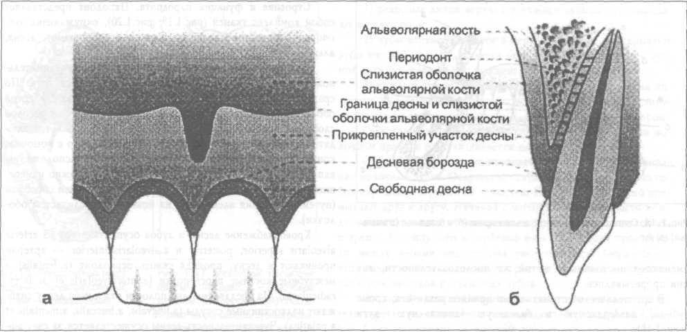 Карта исследования пародонта