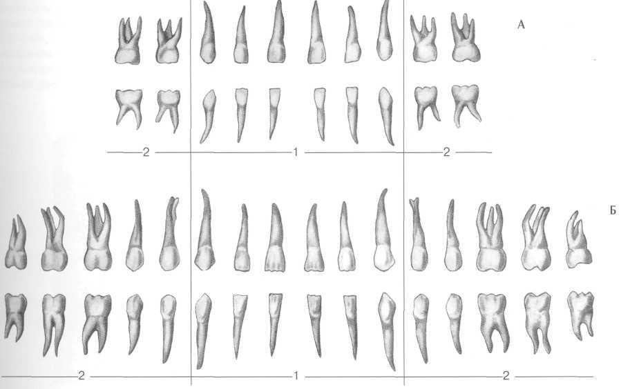 Фронтальная группа зубов рисунок