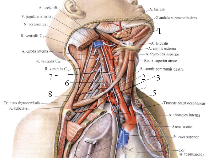 Нерв глотки. Анатомия гортани кровоснабжение и иннервация. Иннервация гортани нервы. Нервы гортани анатомия. Блуждающий нерв иннервация гортани.