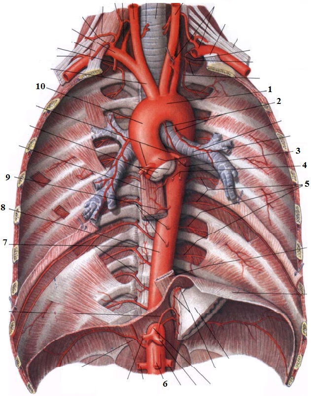 Аорта дуга аорты анатомия. Аорта анатомия Неттер. Топография дуги аорты. Топографическая анатомия дуги и грудной части аорты.
