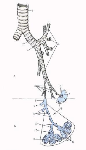 У кита альвеолярные легкие. Бронхиальное дерево и ацинус. Бронхиальное и альвеолярное дерево. Схема строения бронхиального и альвеолярного дерева. Бронхиальное и альвеолярное дерево анатомия.