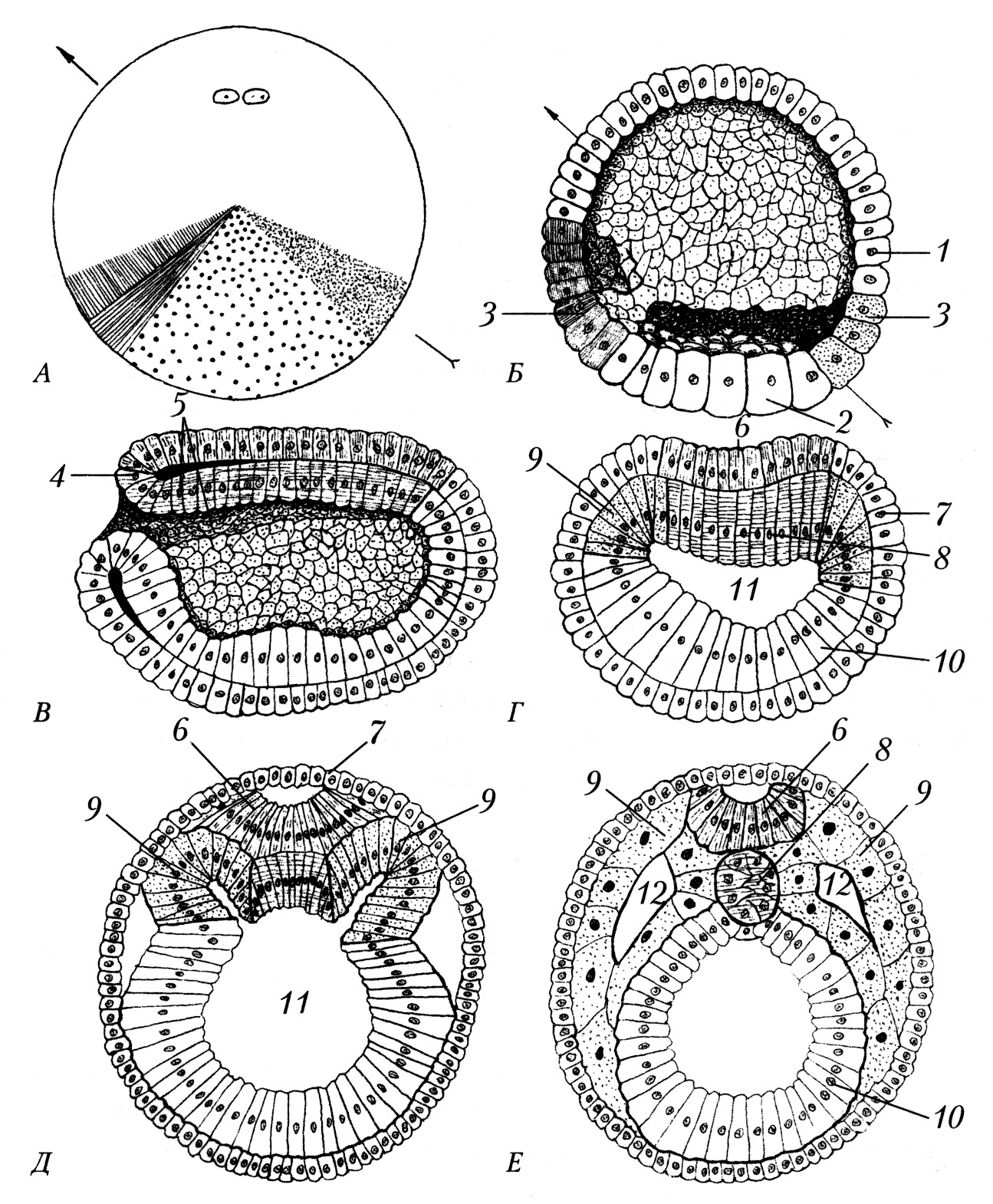 Схема эмбриогенеза ланцетника название какой его стадии. Гаструляция эмбриона ланцетника. Этапы эмбриогенеза ланцетника. Стадии эмбрионального развития ланцетника. Гаструляция ланцетника схема.