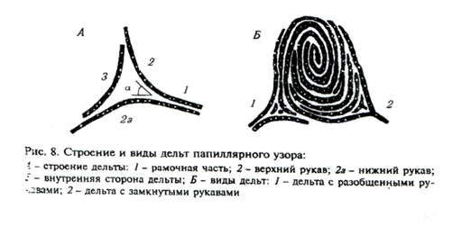 Строение папиллярного узора