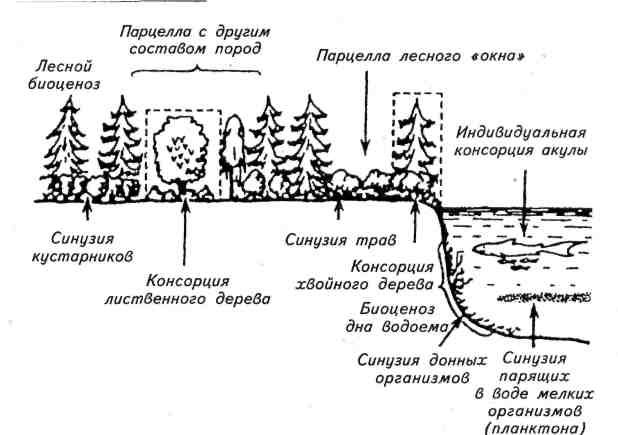 Схема биоценоза пустыни