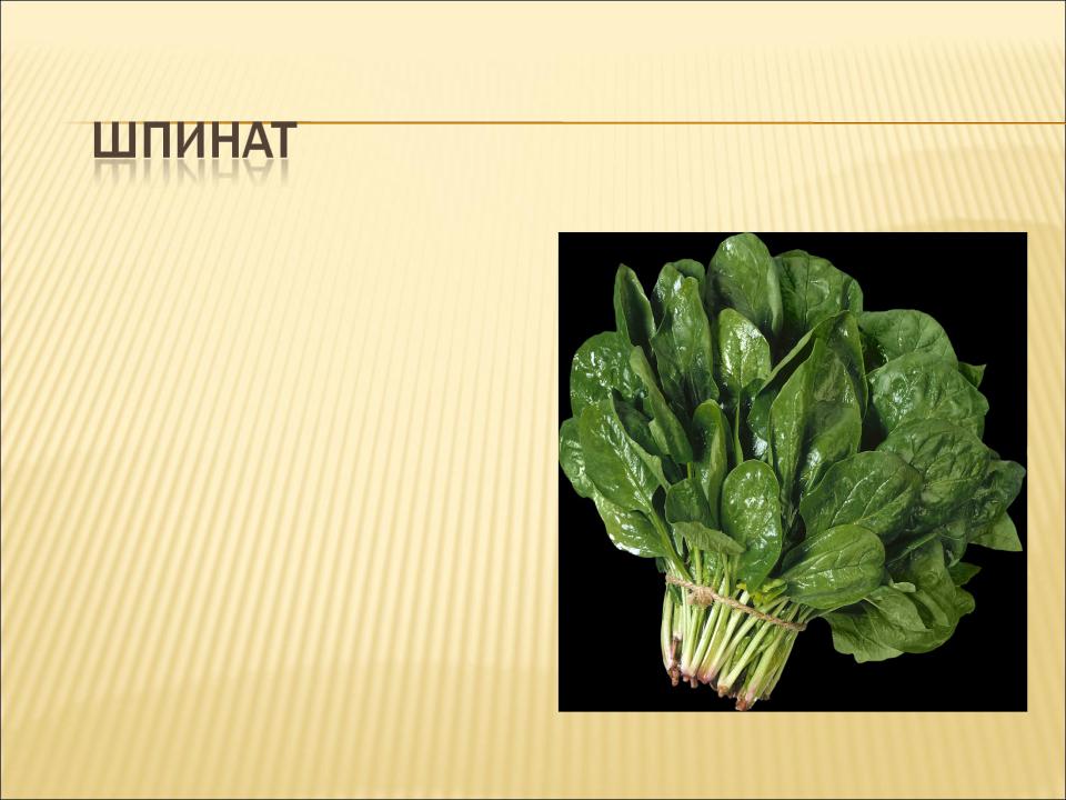 Что такое щавель и персик сленг. Шпинат и щавель разница. щавель шпинатный. кислятка и щавель различия. салатно шпинатный цикорий.