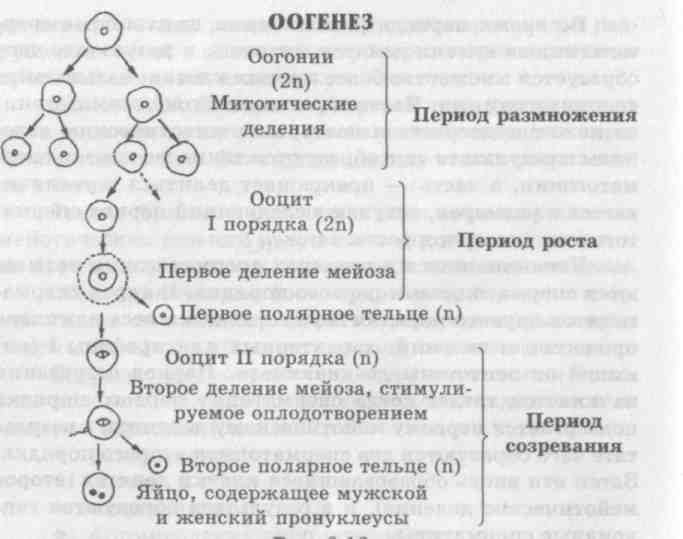 Каким номером на схеме обозначена полярная тельцы. Ооциты первого порядка набор. Ооциты первого порядка период. Оогонии. Оогоний человека.
