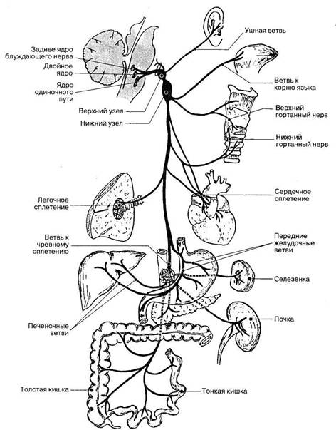 Схема иннервации глотки