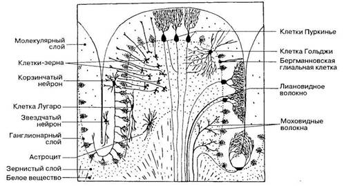 Схема межнейронных связей в коре мозжечка