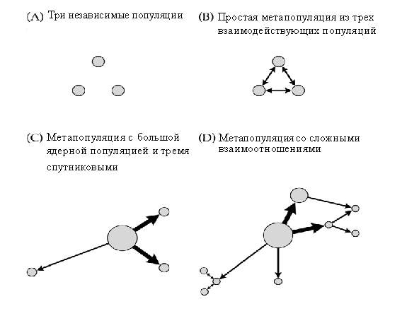 Три независимых. Метапопуляция. Независимые популяции. Примеры метапопуляций. Концепция метапопуляций.