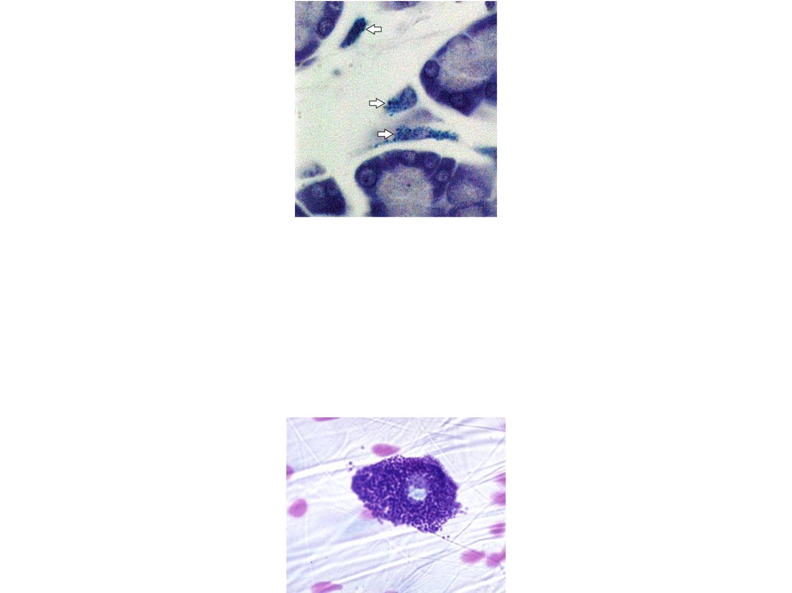 Клетками макрофагами являются. Макрофаг в рыхлой соединительной ткани. Гистиоциты соединительной ткани. Гистиоциты в рыхлой соединительной ткани. Функции гистиоцитов соединительной ткани.