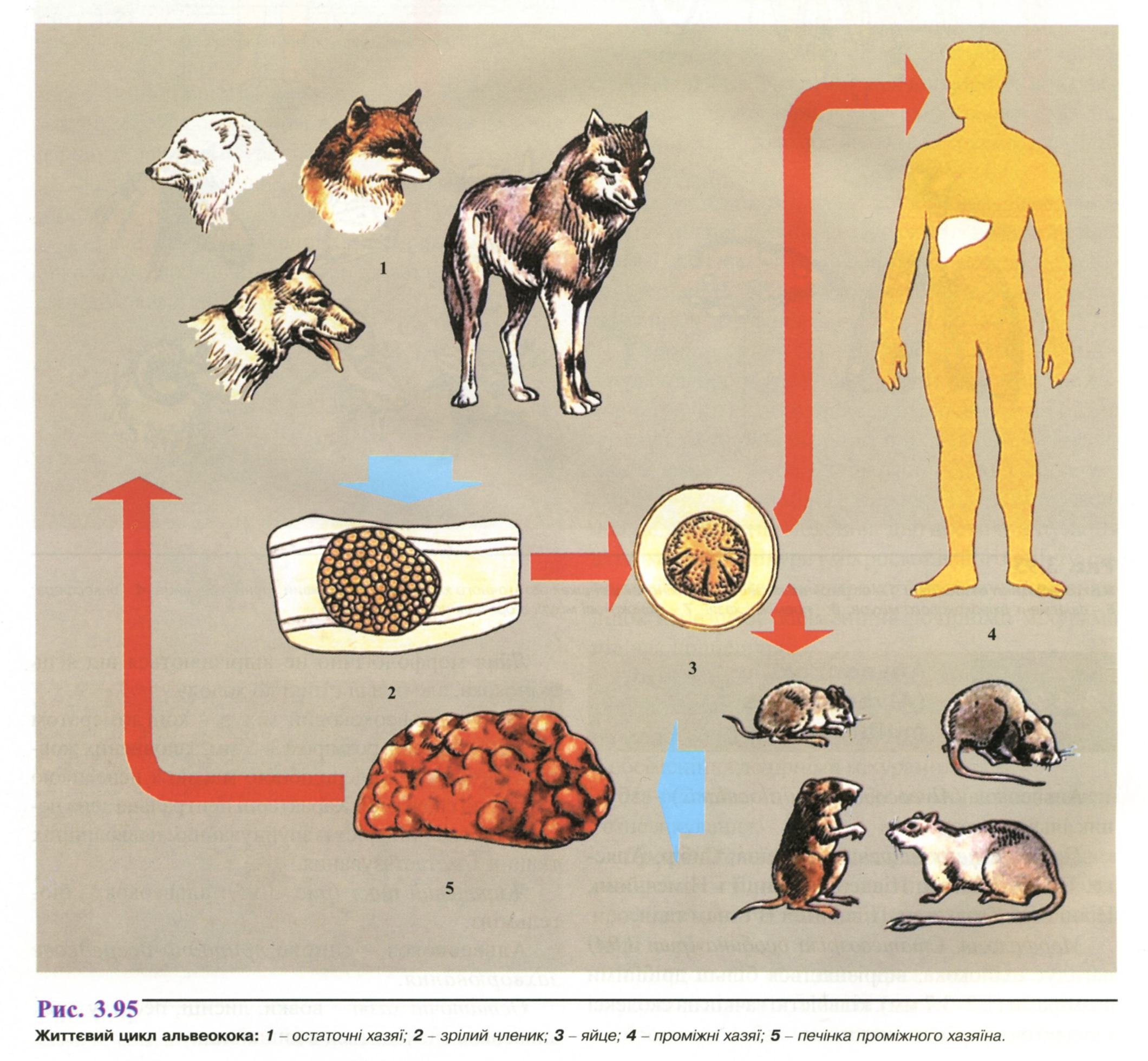 Как человек может заразиться эхинококком. Alveococcus multilocularis жизненный цикл. Alveococcus multilocularis (альвеококкоз. Альвеококкоз окончательный хозяин. Эхинококкоз альвеококкоз пути заражения.