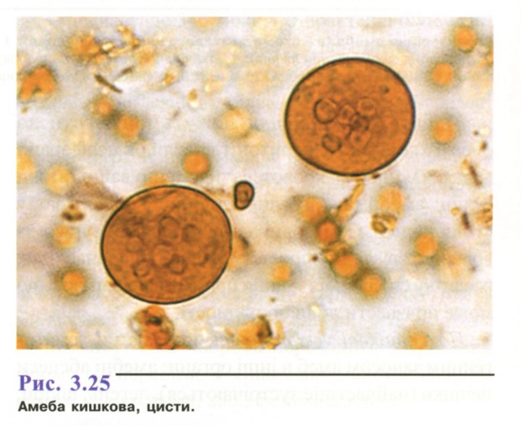 Entamoeba coli в кале. Entamoeba histolytica циста. Кишечная амеба. Цисты Entamoeba.
