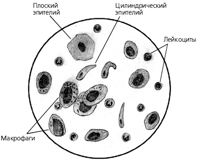 Эпителий клетки цилиндрического эпителия слизь