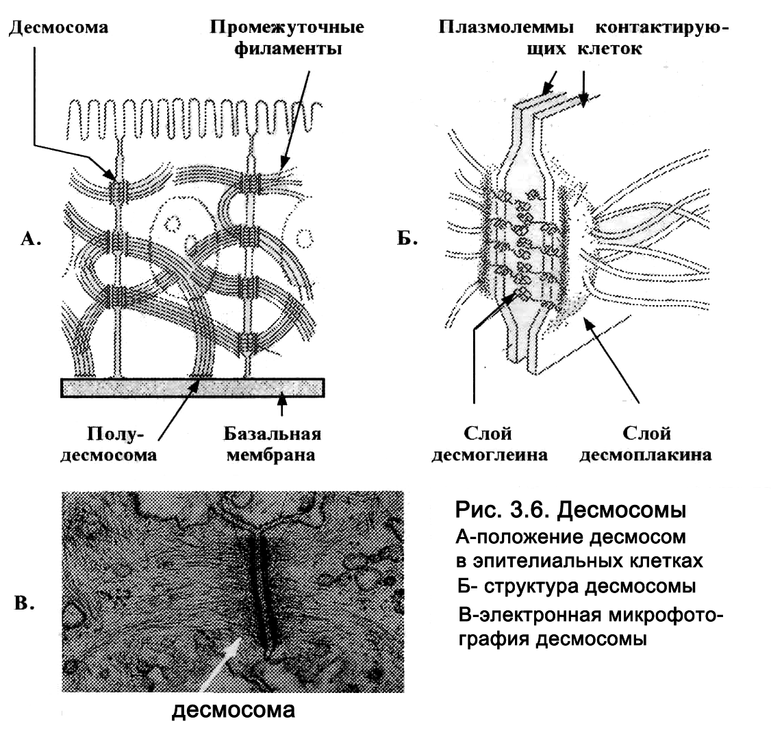 1: Базальный