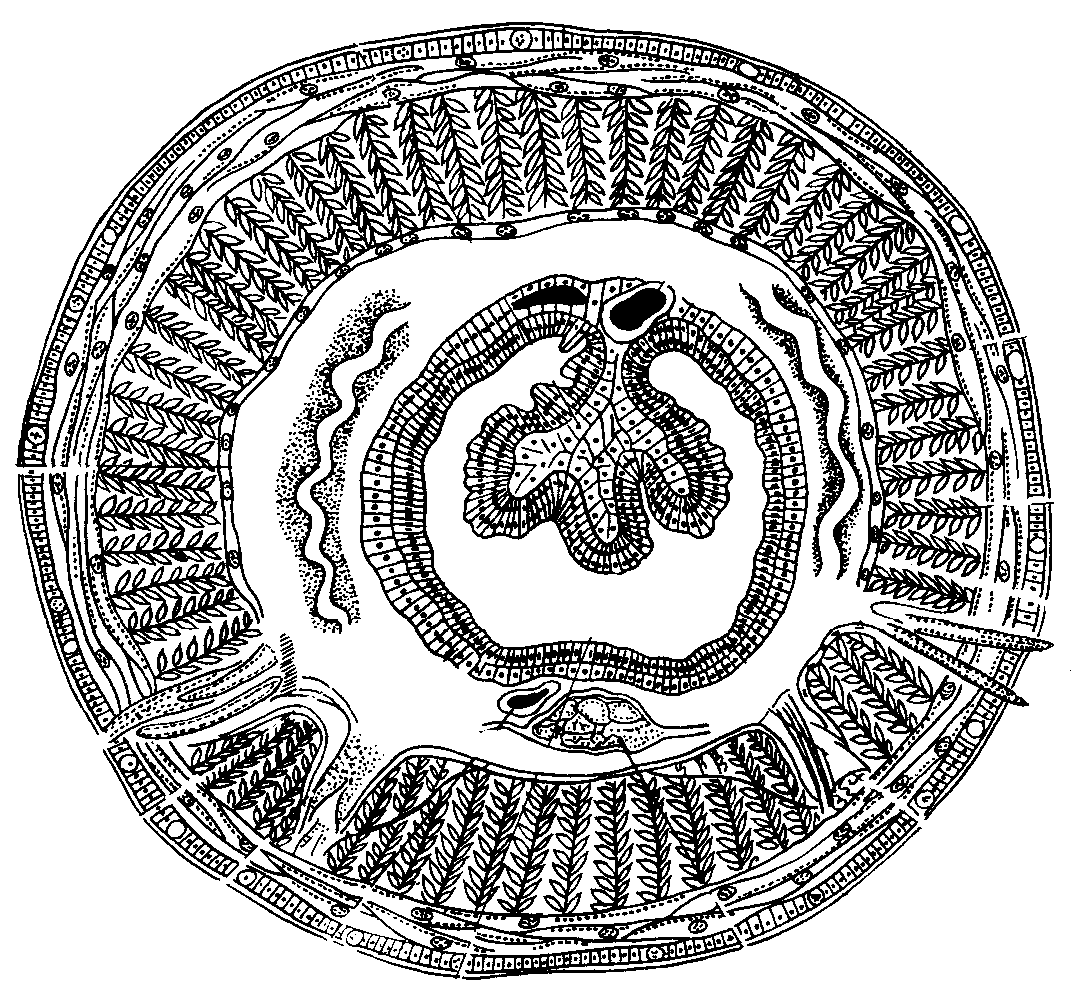 К какому классу относится червь поперечный срез которого представлен на рисунке