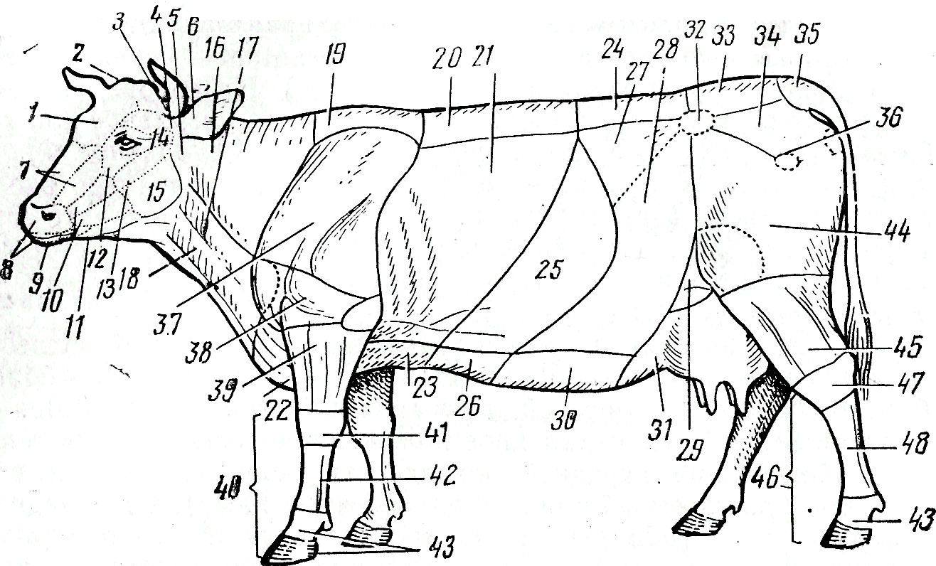 Части тела животных. Области тела коровы анатомия. Области тела крупного рогатого скота. Топография тела крупного рогатого скота. Области тела крупного рогатого скота область шеи.
