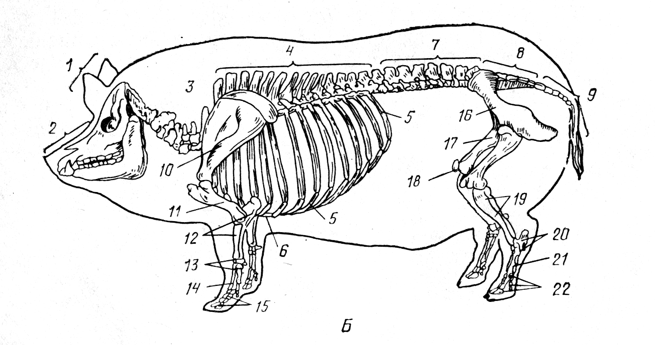 Если у животного имеется отдел скелета. Скелетное строение свиньи. Скелет свиньи строение анатомия. Скелет крупного рогатого скота анатомия. Осевой скелет КРС.