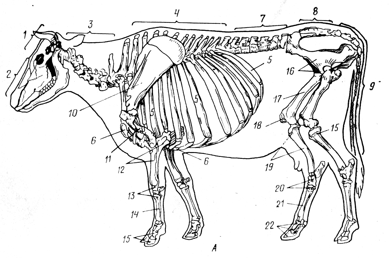 Если у животного имеется отдел скелета. Осевой скелет КРС. Осевой скелет лошади анатомия. Строение теленка скелет. Анатомия КРС скелет коровы.