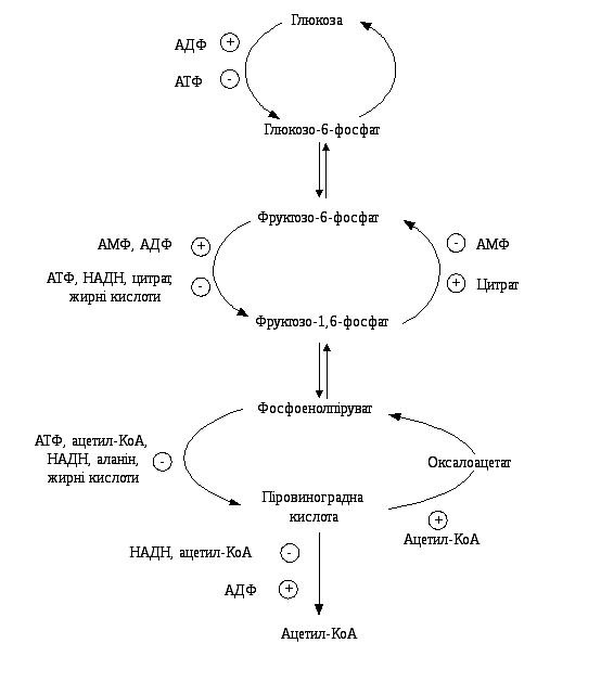 Общая схема глюконеогенеза из аминокислот глицерина и молочной кислоты