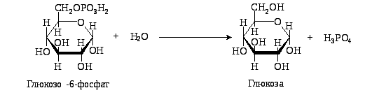 Глюкоза в воде образует. Α, D- глюкозо-6-фосфат. Α-D-глюкозо-1-фосфат. Глюкоза в глюкозо 6 фосфат.