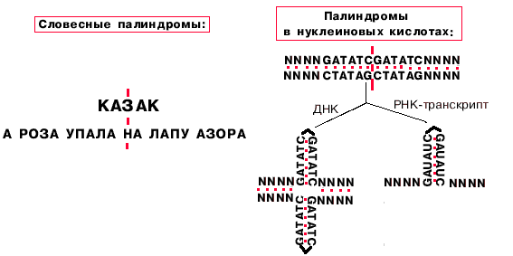 Палиндром биология. Палиндромные последовательности ДНК. Палиндром генетика. Палиндром РНК.