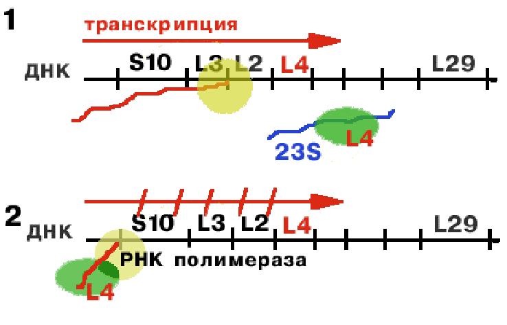 Рнк полимераза синтезирует. 23 S РНК. Транс ДНК.