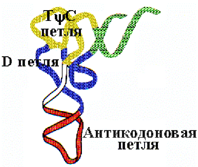 Постройте цепь рнк. Цепь РНК. Антикодоновая петля. Узелковая ДНК. Цепочка РНК строение.