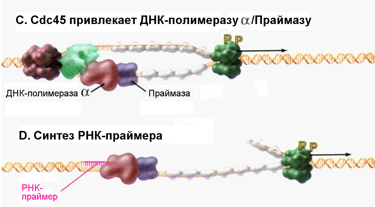 Рнк затравка. ДНК полимераза и праймаза. Фермент праймаза. ДНК-полимераза α. ДНК полимераза Синтез РНК праймеров.