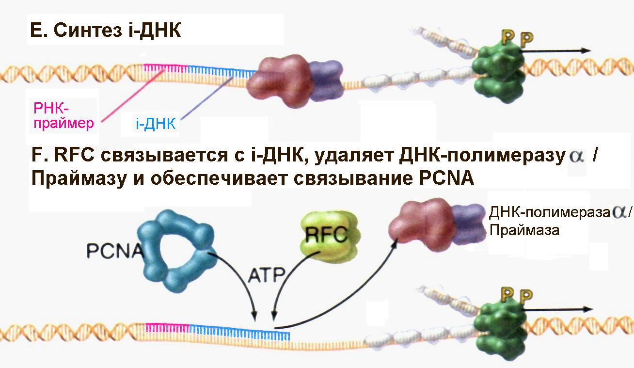 Рнк затравка. ДНК полимераза Альфа праймаза. Механизм действия ДНК полимеразы. РНК праймаза и ДНК полимераза. Праймеры МИКРОРНК.