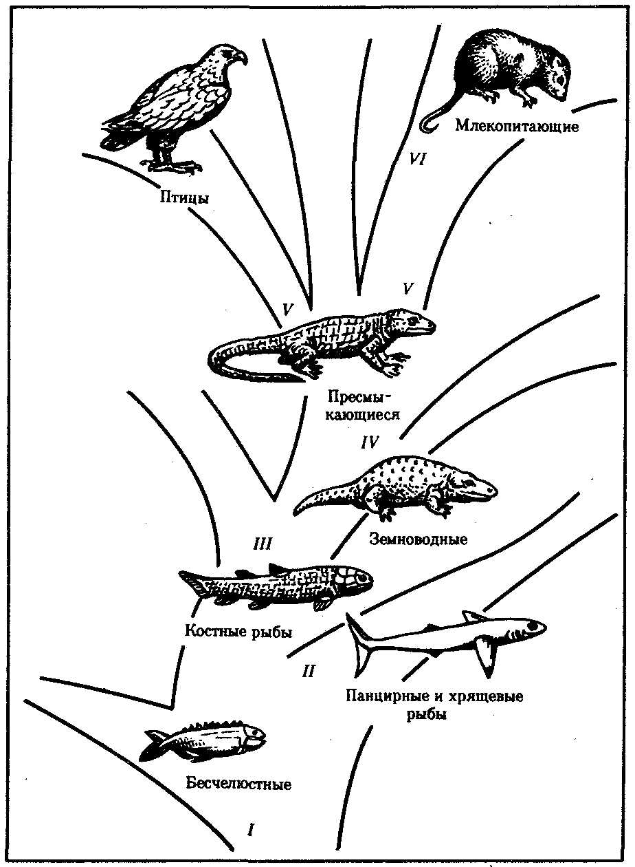 Схема правильно отражающая место птиц в эволюции позвоночных животных это рыбы пресмыкающиеся