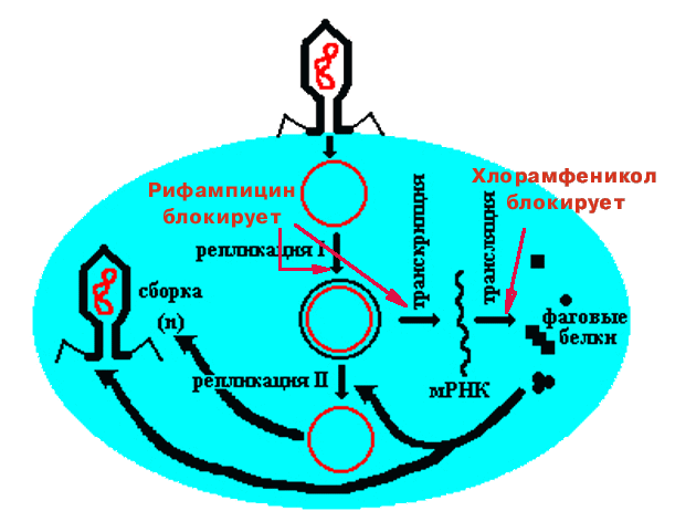 Рифампицин группа антибиотиков. Схема размножения фага м13. Рифампицин схема ингибирования. Рифампицин механизм действия. Рифламицины механизм действия.