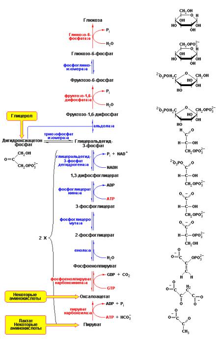 Синтез глюкозы в организме