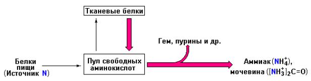 Азотистый баланс презентация