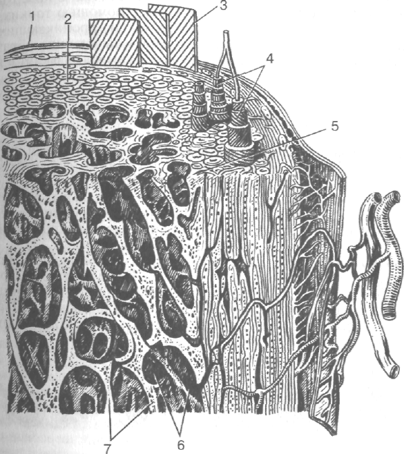 Генеральные пластинки остеона. Микроскопическое строение компактного вещества кости. Трубчатая кость строение. Компактное и губчатое вещество кости. Остеон 2