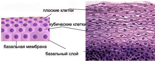 Клетки слизистой полости рта. Клетки эпителиальной ткани ротовой полости. Клетка эпителиальной ткани слизистой ротовой полости. Однослойный плоский эпителий микроскоп. Слизистая эпителиальная ткань.