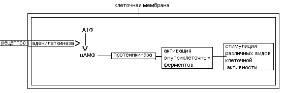 Схема протекания обменных процессов в клетке Тема Интеграция метаболизма 1 Интеграция лат