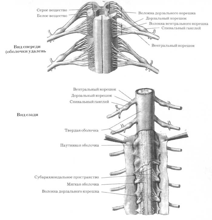 Мягкая оболочка спинного. Оболочки спинного мозга анатомия схема. Твердая оболочка спинного мозга анатомия. Оболочки и корешки спинного мозга. Анатомия позвоночного канала оболочки спинного мозга.