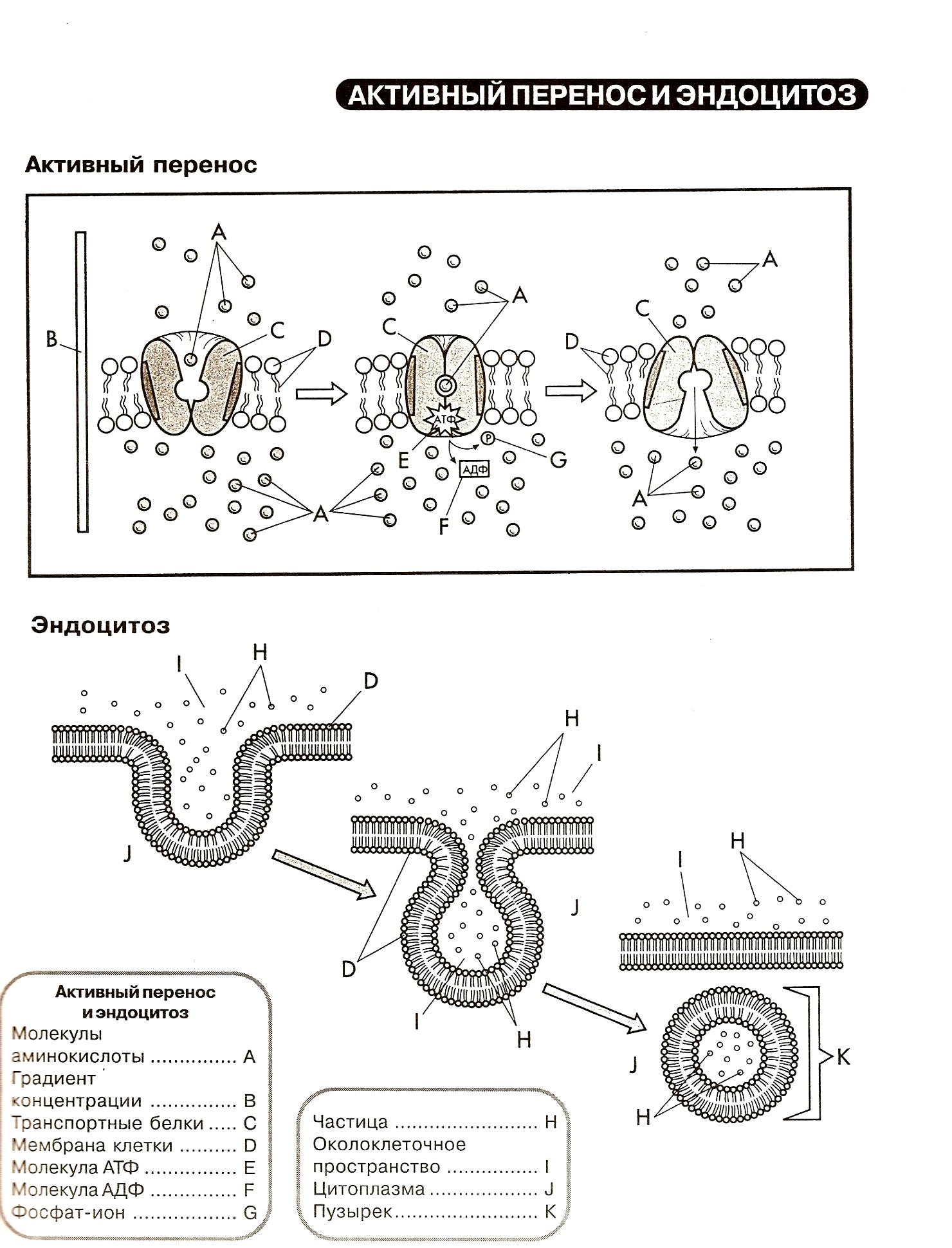 Последовательность эндоцитоза. Строение клетки эндоцитоз. Эндоцитоз схема. Эндоцитоз в прокариотических клетках. Схема эндоцитоза.
