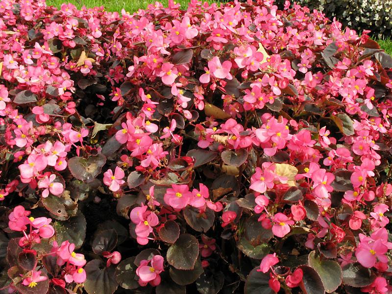Ballarats Begonias