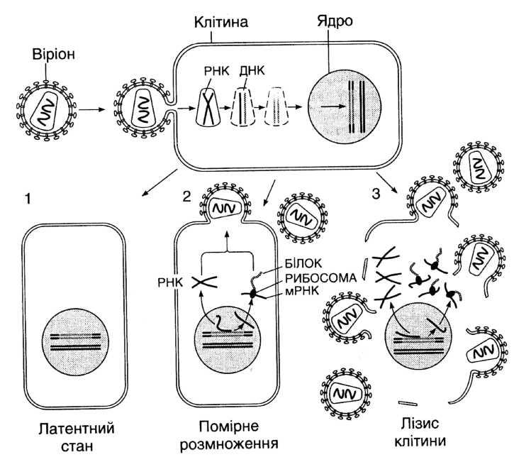 Короткостроковий вплив бактеріофагів на бактеріальні інфекції