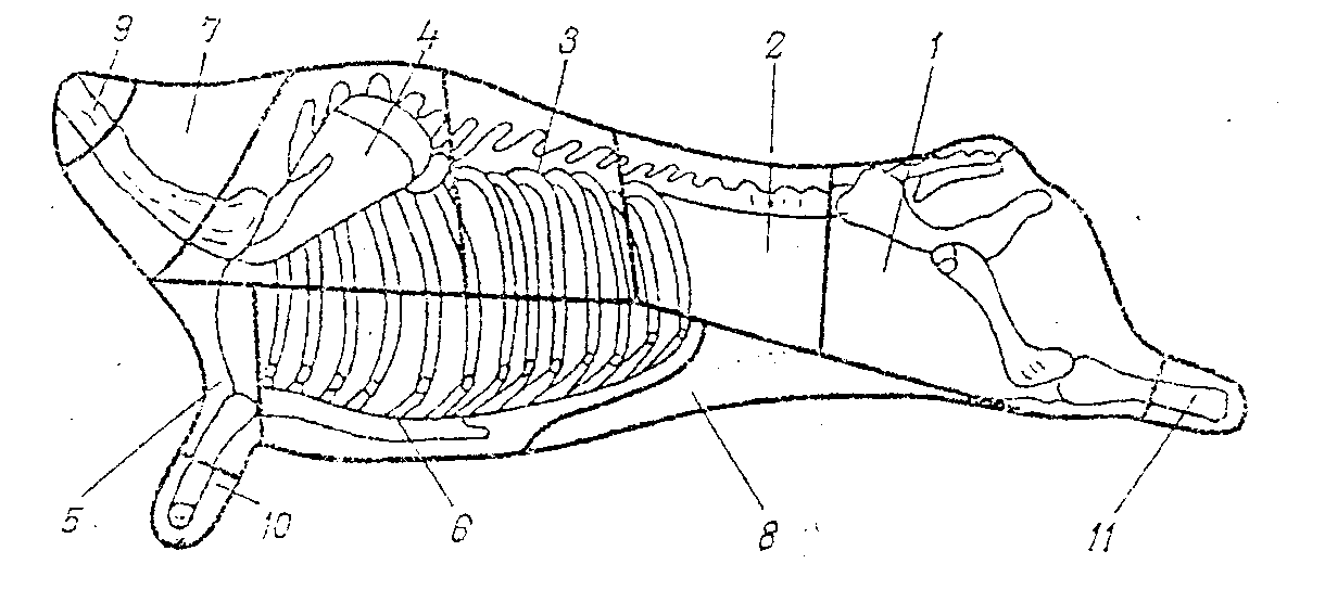 5 свиных туш. Разделка туши оленя схема. Разруб туши говядины. Схема разделки туши. Схема разделки говядины на отрубы.